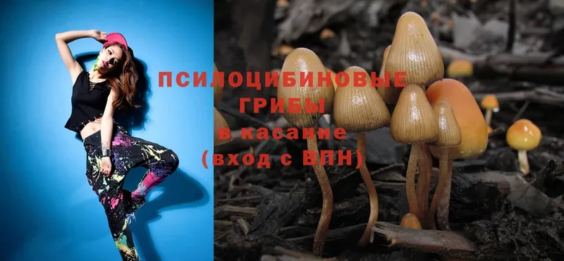 цены наркотик  Электрогорск  Псилоцибиновые грибы Psilocybe 